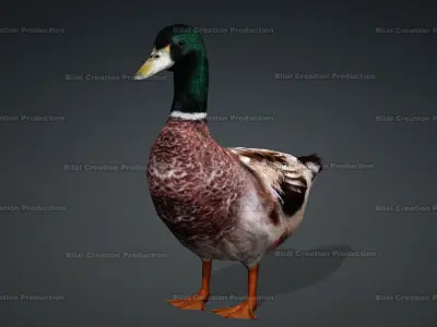 DUCK MALE ANIMATED Low-poly 3D model