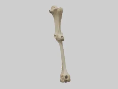 Cheetah Femur Low-poly 3D model