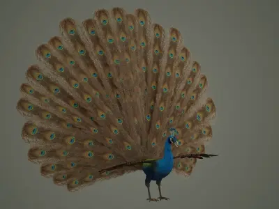 peacock bird feather textured animal wings fly colour wildlife 3D model