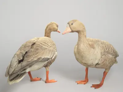 Goose 19 Low-poly 3D model