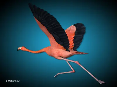 Flamingo - Flight 3D model