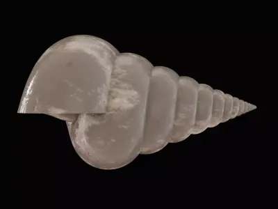 Seashell Low-poly 3D model