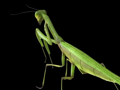 Mantis Grasshopper Low-poly 3D model