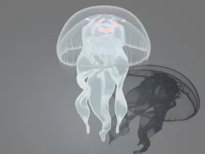 Aurelia Aurita or common jellyfish 3D model