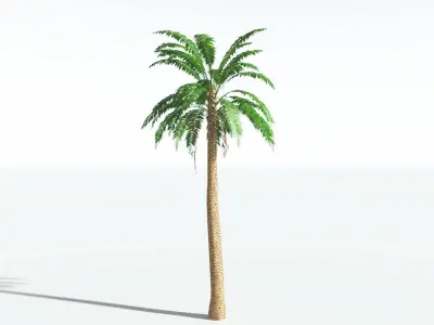 EVERYPlant African Oil Palm LowPoly 3 --16 Models-- Low-poly 3D model