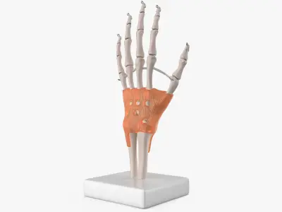 Anatomical Wrist Joint Model with Flexor Retinaculum 3D model