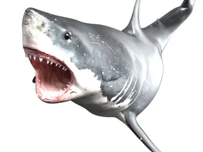 Great White Shark  Animated  Rigged Low-poly 3D model