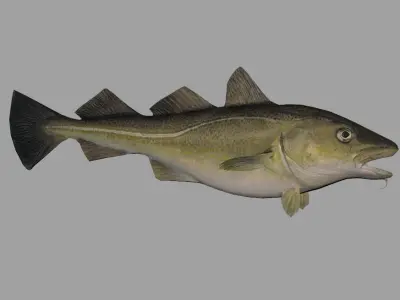 Atlantic-Cod Realistic Animated Low-poly 3D model