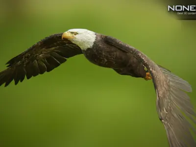 Bald Eagle v3 - Unity Low-poly 3D model
