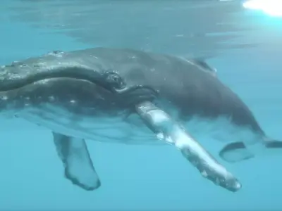 humpback whale  Low-poly 3D model