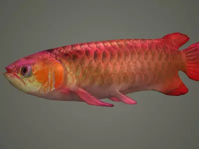 arowana fish fish fish animal freshwater art jewelry sea 3D model