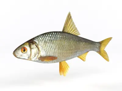 Roach Fish 3D model