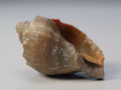 Shell conch Low-poly 3D model