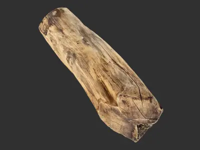 3D Scan Realistic tree timber 3D model