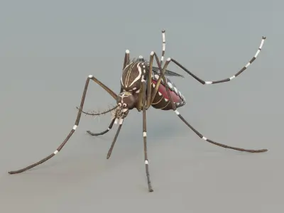 Mosquito aedes aegypti 3D model