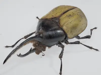 Hercules Beetle Low-poly 3D model