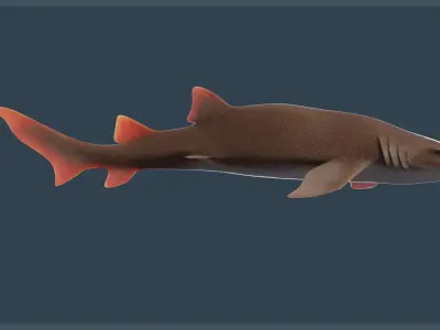 Nurse Shark Low-poly 3D model