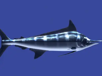Marlin fish flying 3D model