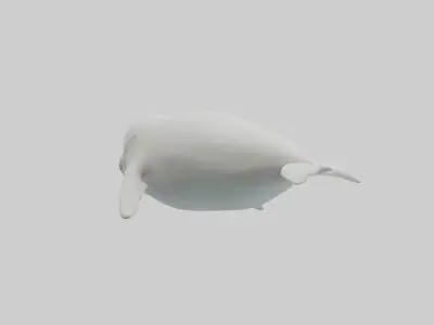 Beluga Whale swimming model Low-poly 3D model