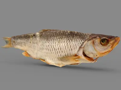 Chub dry fish Low-poly 3D model