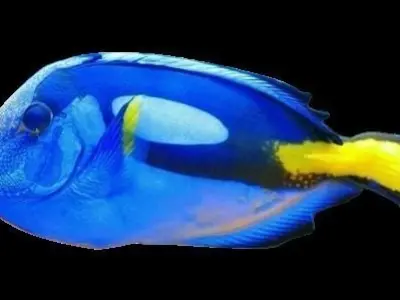Dory Fish 3D model