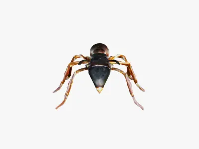 Ant Animal Free 3D model purchase
