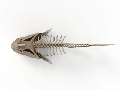 Piranha fish skeleton 3D model