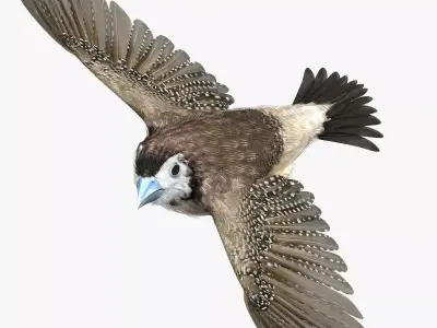 Double-Barred Finch - rigged - animated 3D model