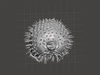Puffer fish 3d model Free 3D model