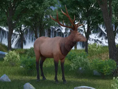 Realistic Elk Rigged for Cinema 4D 3D model