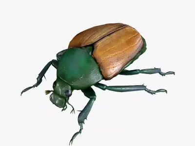 Beetle Chafer Popillia quadriguttata Low-poly 3D model