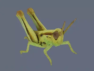 Grasshopper nymph Low-poly 3D model