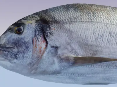 Gilthead Sea Bream Photorealistic fish model rigged animated Low-poly 3D model
