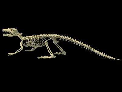 Crocodile Anatomical Skeleton 3D model