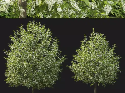 Prunus Padus 04 3D model