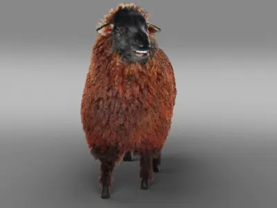 Fur Black Sheep Rigged in Blender Low-poly 3D model