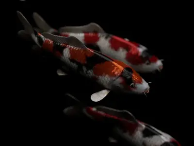 Koi fish Low-poly 3D model
