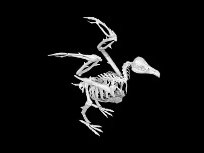 Vulture skeleton Low-poly 3D model