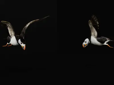 Atlantic Puffin Seabird Low-poly 3D model
