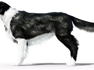 Border Collie Dog Fur And Rigged Low-poly 3D model