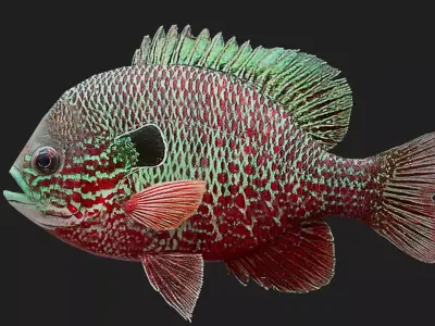 Panfish Low-poly 3D model