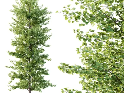 Maidenhair Ginkgo Biloba Tree 03 3D model