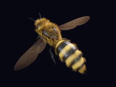 Animated Worker Bee  Rig  Flight Cycle  4K PBR   3D model