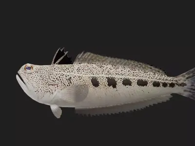 Starryweever Low-poly 3D model