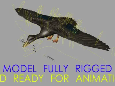Anas Rubripes "American Black Duck" 3D model
