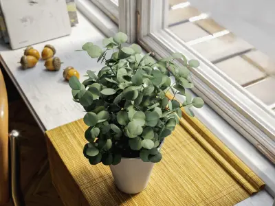  Young Silver Dollar Eucalyptus Plant Potted Plant Model 