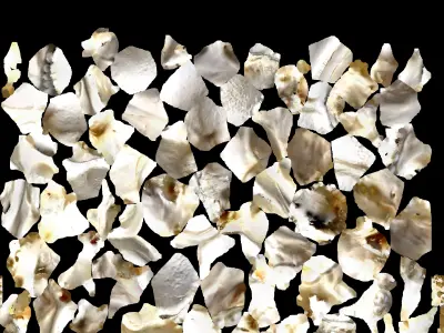  3D Scan of Fox Cranium  3D model