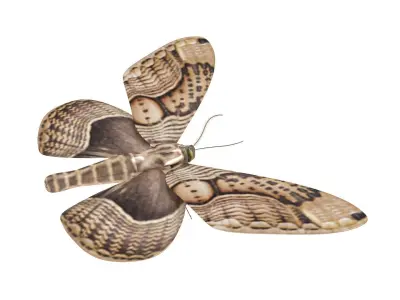 Owl Moth 3D model