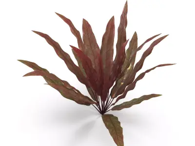 Barclaya longifolia 3D model