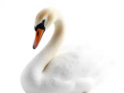 Elegant White Swan model pack Low-poly 3D model